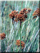 Juncus acutus