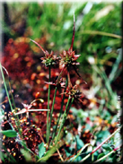 Juncus capitatus