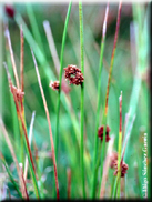 Juncus conglomeratus