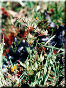 Juncus hybridus