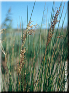 Juncus maritimus