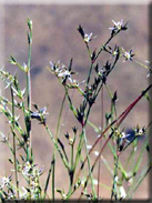 Juncus tenageia