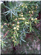 Juniperus macrocarpa