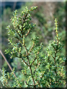 Juniperus navicularis