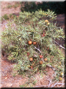 Juniperus oxycedrus subsp. oxycedrus