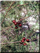 Juniperus phoenicea subsp. phoenicea