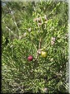 Juniperus phoenicea subsp. turbinata