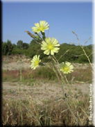 Lactuca serriola