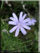 Lactuca tenerrima