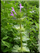 Lamium amplexicaule