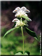 Lamium flexuosum