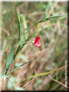 Lathyrus angulatus