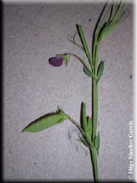 Lathyrus cicera