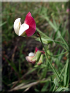 Lathyrus clymenum