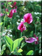 Lathyrus latifolius