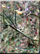 Lathyrus ochrus