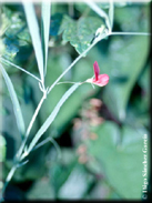 Lathyrus setifolius