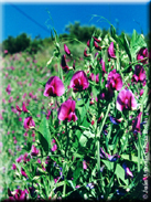 Lathyrus tingitanus