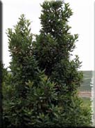 Laurus nobilis