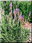 Lavandula dentata