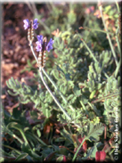 Lavandula multifida