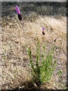 Lavandula stoechas subsp. sampaiana