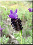 Lavandula stoechas subsp. stoechas