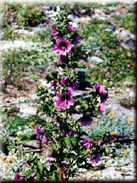 Lavatera arborea