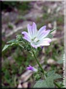 Lavatera cretica