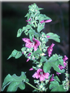 Lavatera maritima