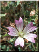 Lavatera maroccana