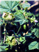 Lavatera mauritanica subsp. davaei