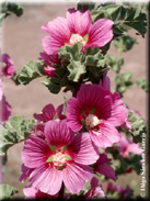 Lavatera triloba subsp. triloba