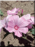 Lavatera trimestris