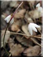 Leucojum autumnale