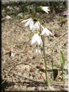 Leucojum trichophyllum