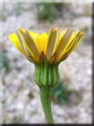 Leontodon taraxacoides subsp. longirostris