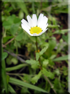 Leucanthemum paludosum