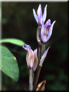 Limodorum trabutianum