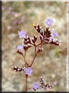 Limonium algarvense