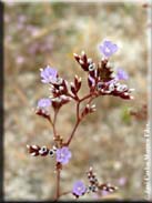 Limonium algarvense