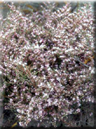 Limonium diffusum