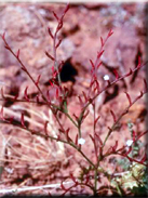 Limonium echioides