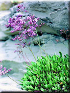 Limonium emarginatum