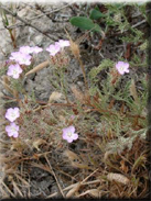 Limonium ferulaceum