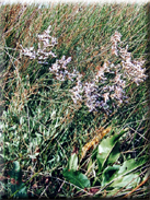 Limonium narbonense