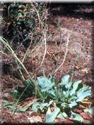 Limonium ovalifolium