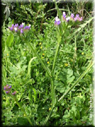 Limonium sinuatum