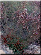 Limonium virgatum