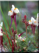 Linaria amethystea subsp. amethystea